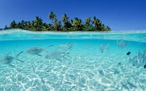 fishes-underwater-on-a-tropical-beach-wallpaper_3960